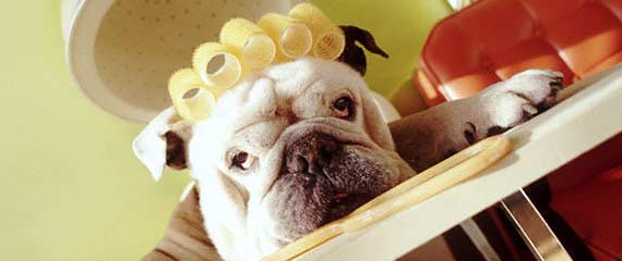 veteriner hizmetleri