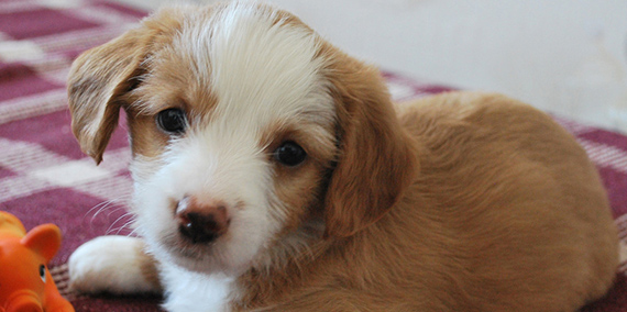 Mama ve Pet Malzemeleri